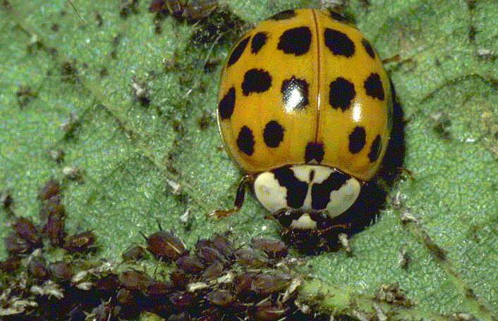 Asian ladybug control