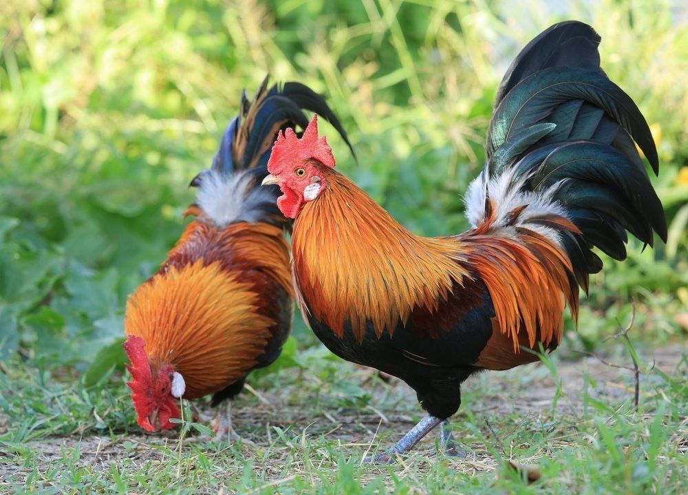 best of Red junglefowl Asian