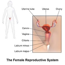 Female use of male sex organ