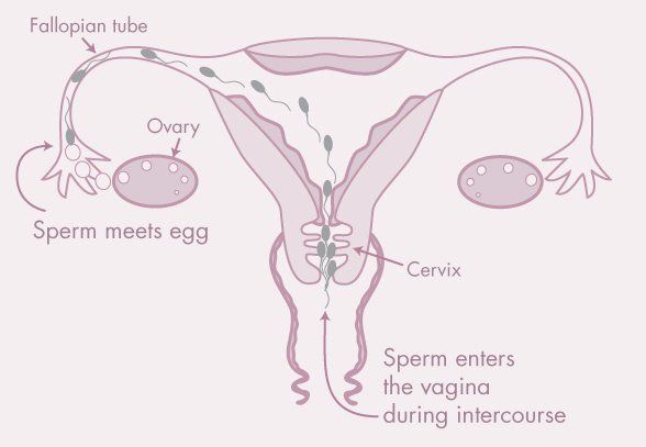 Women produce sperm