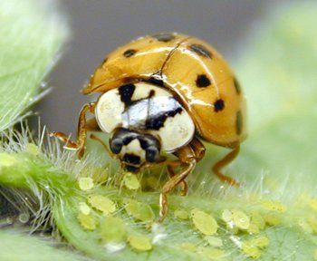 Asian ladybug control