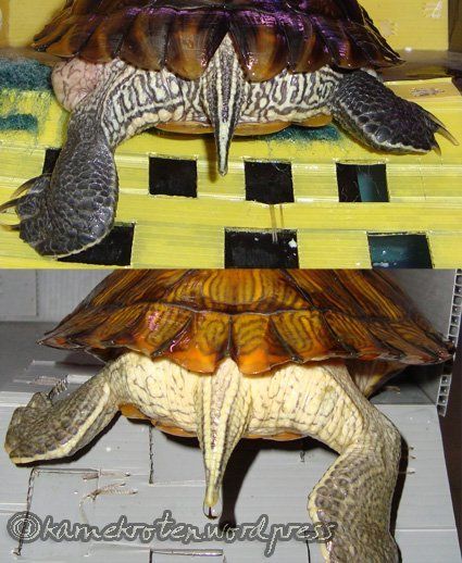 Slider turtle sex organ