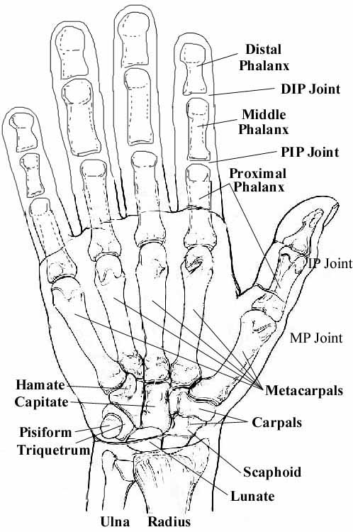 Foot-long reccomend Right hand thumb bones