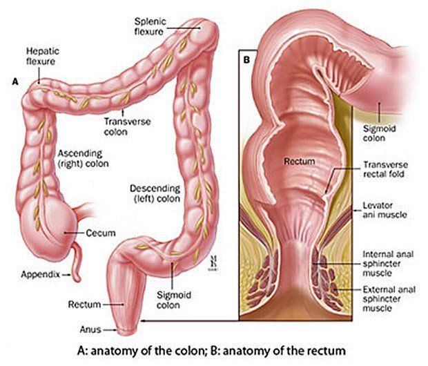 best of Colon anus of Pictures