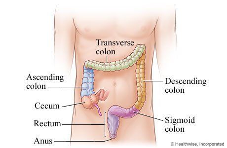 Pictures of colon anus