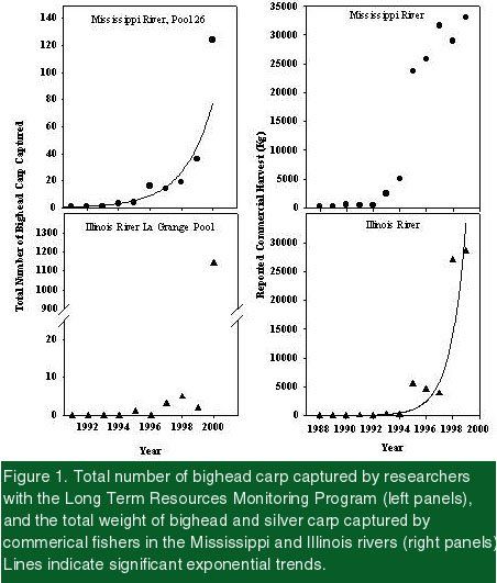 Handy M. reccomend Asian carp population