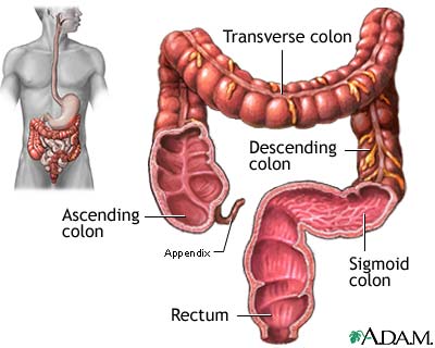 Queen C. reccomend Pictures of colon anus