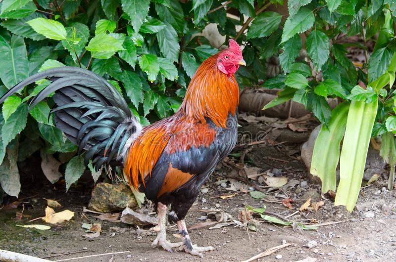 Asian red junglefowl