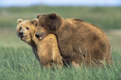 Grizzly bears fucking