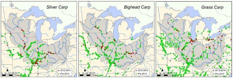 Asian carp population