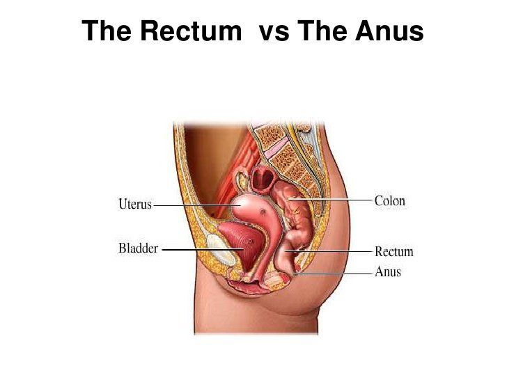 Gi-Gi reccomend Pictures of colon anus