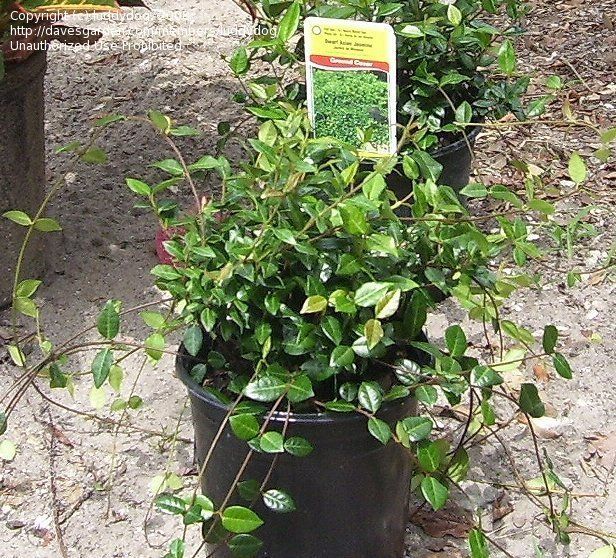 Asian minima jasmine