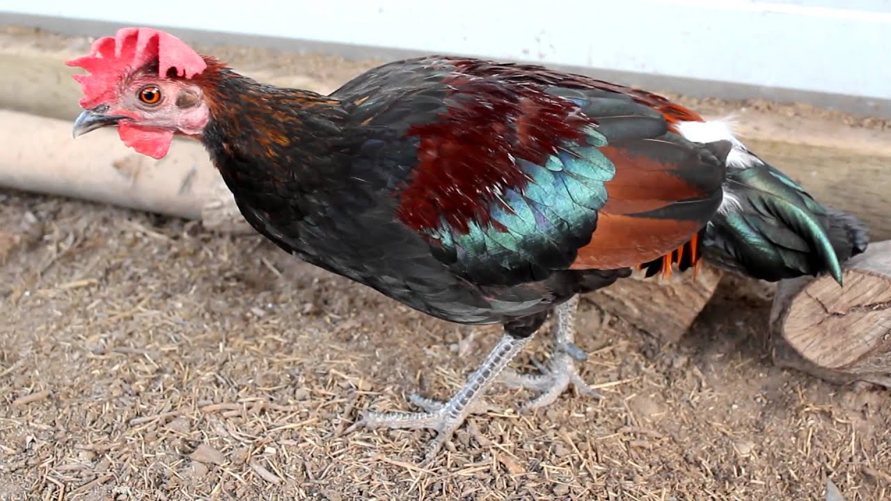 best of Red junglefowl Asian