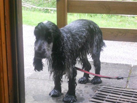 Cocker spaniel grooming anal area