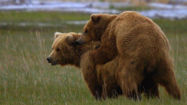 Grizzly bears fucking